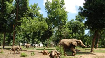 Sóstó ZOO: Nyíregyházi Állatpark, Nyíregyháza, Az országban csak itt látható afrikai elefánt család (thumb)